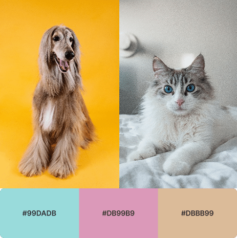 color palette color palette